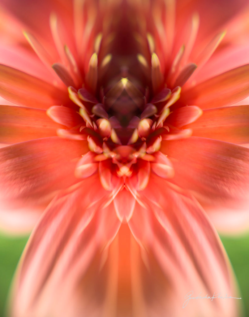 In Full Bloom