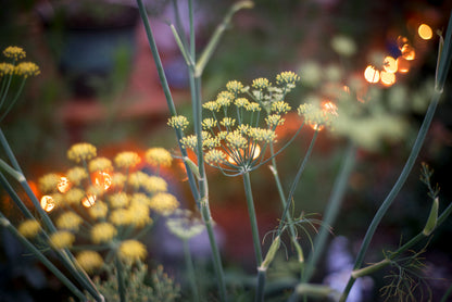 Wedding Photography Narayan & Ryan